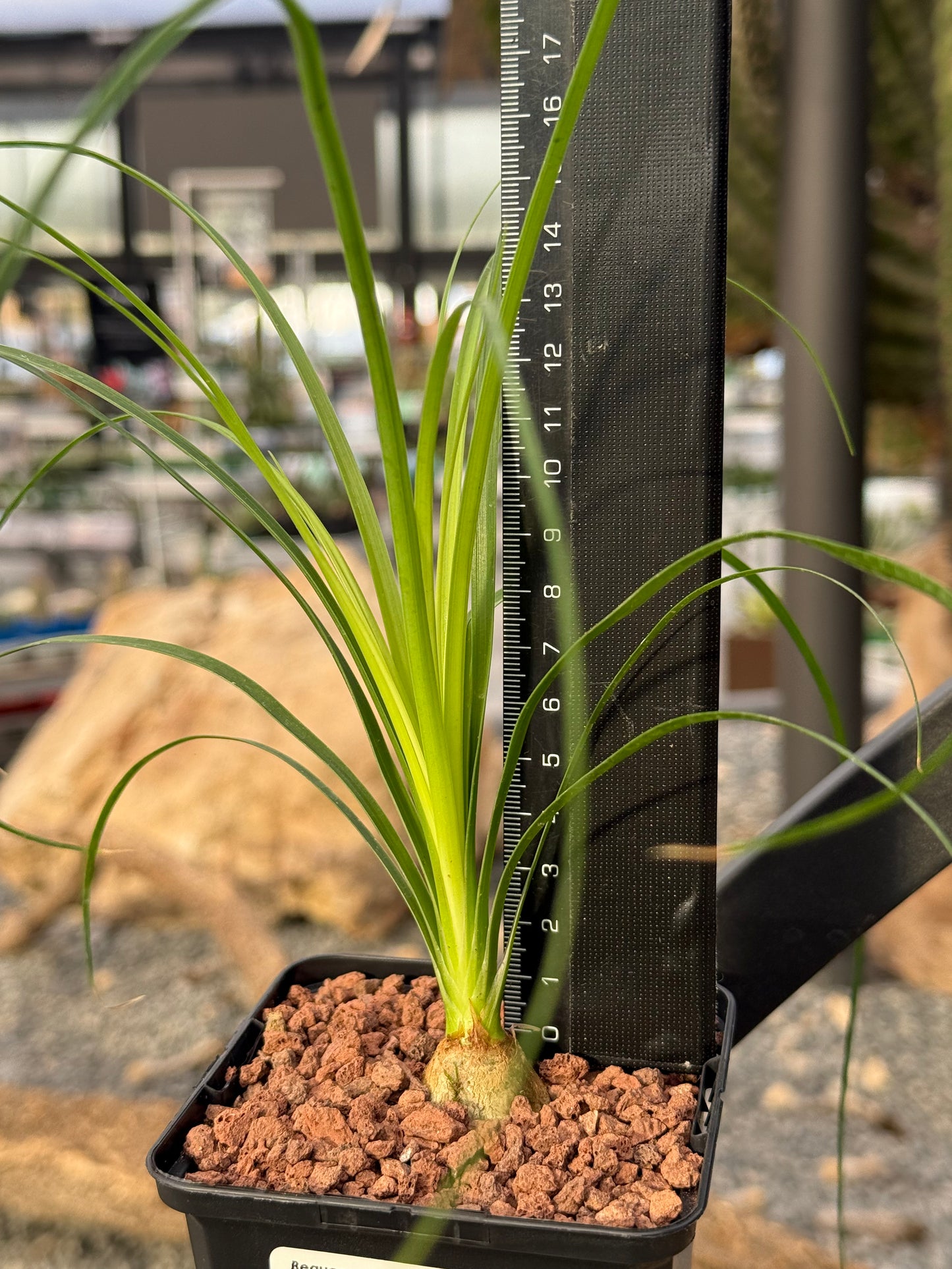 Beaucarnea recurvata