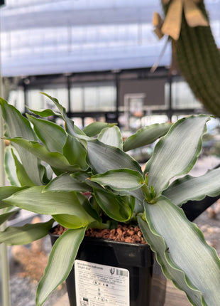 Murdannia loriformis "Brigth Star"