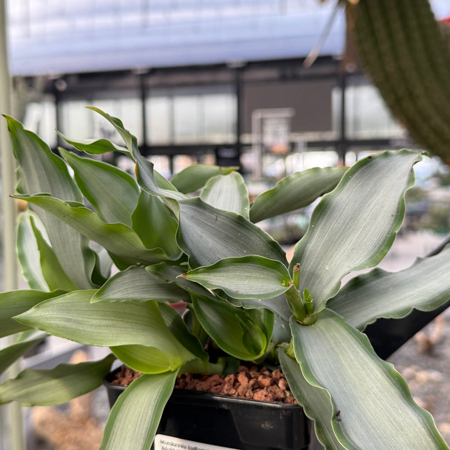 Murdannia loriformis "Brigth Star"