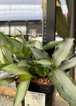 Murdannia loriformis "Brigth Star"