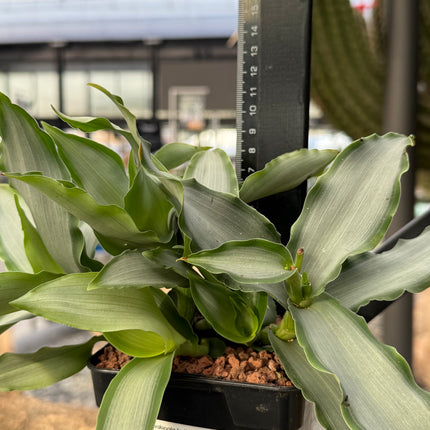 Murdannia loriformis „Heller Stern“