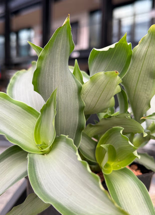Murdannia loriformis "Brigth Star"