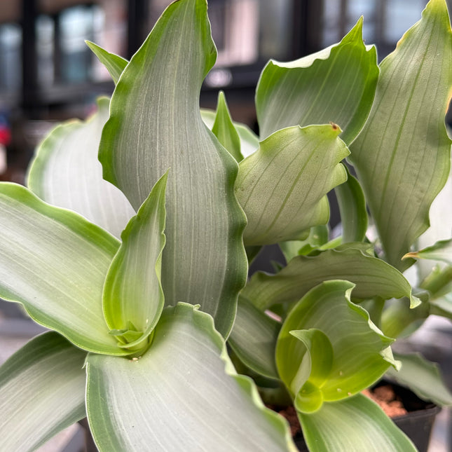 Murdannia loriformis "Brigth Star"