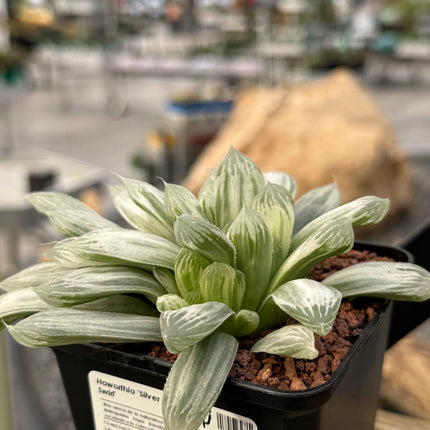 Haworthia ‘Silver Swirl’