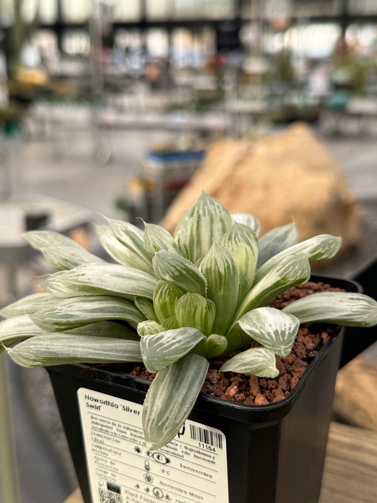 Haworthia ‘Silver Swirl’