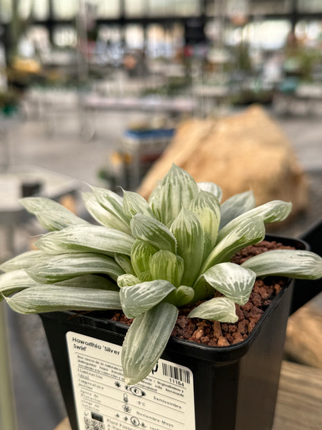 Haworthia 'Silver Swirl'