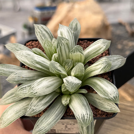 Haworthia ‘Silver Swirl’