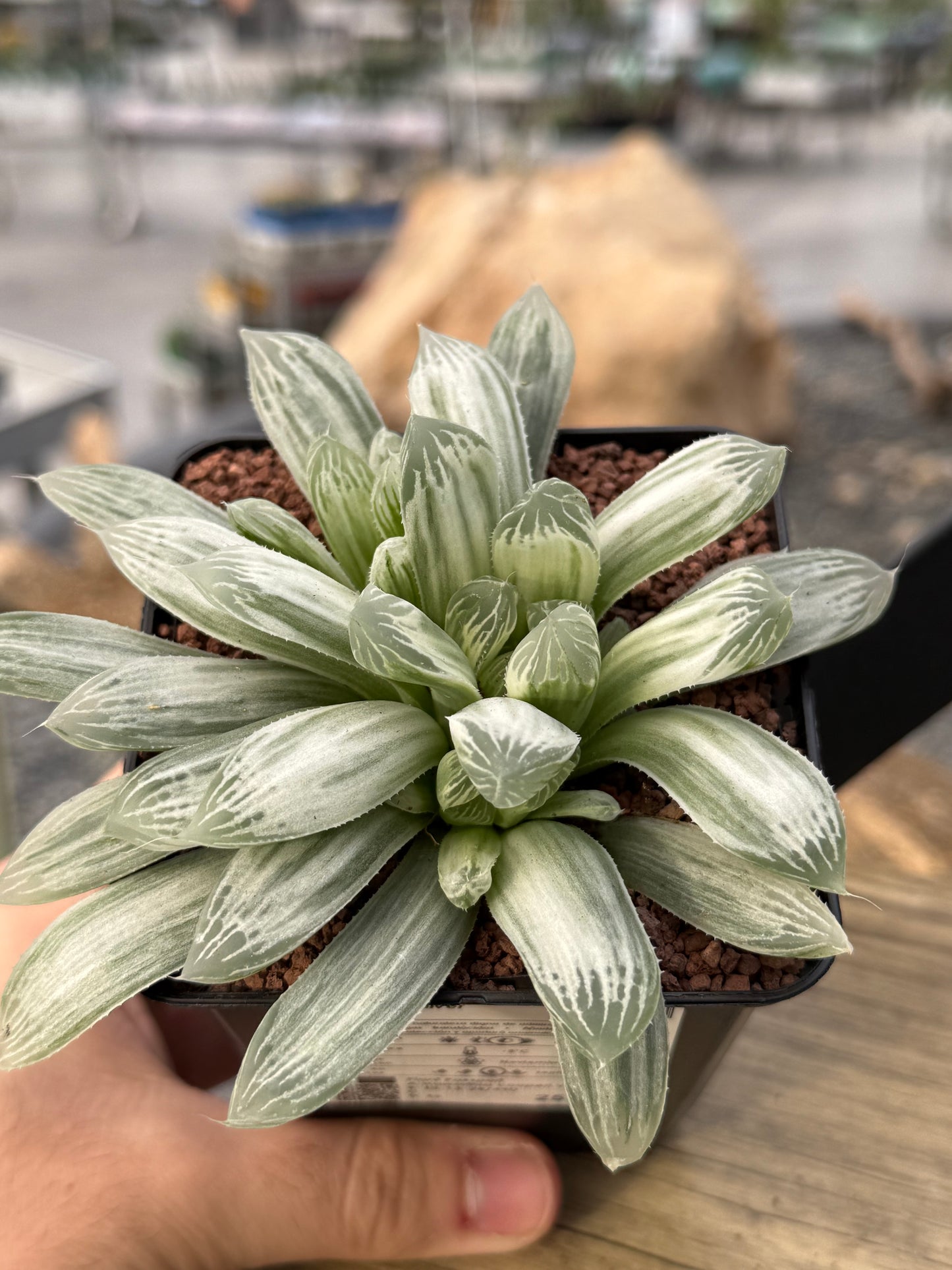 Haworthia ‘Silver Swirl’