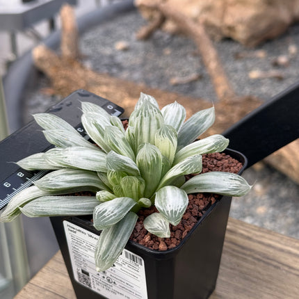 Haworthia ‘Silver Swirl’