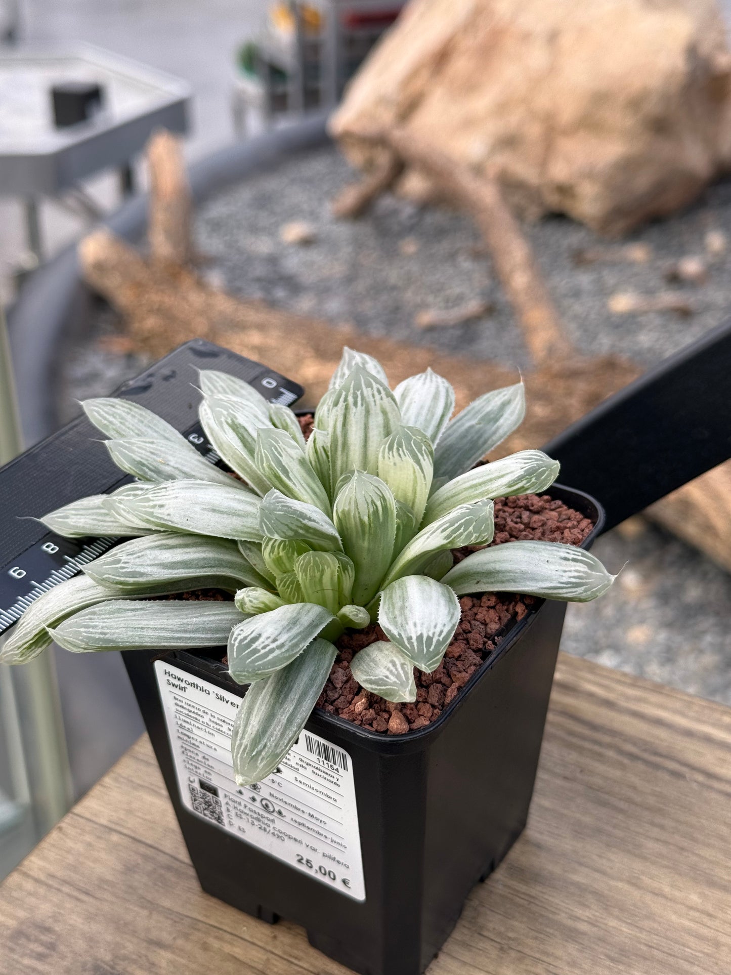 Haworthia ‘Silver Swirl’