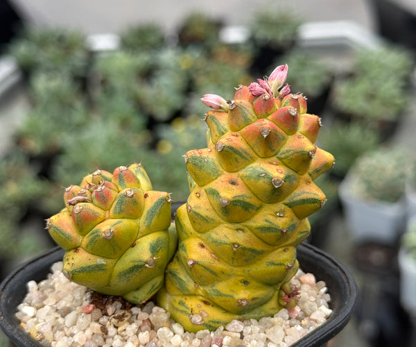 Euphorbia ritchiei* f. *variegata* – DesertSTORE.es