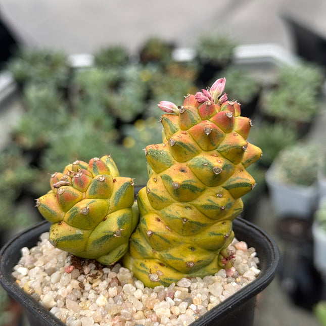 Euphorbia ritchiei f. variegata