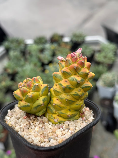 Euphorbia ritchiei f. variegata