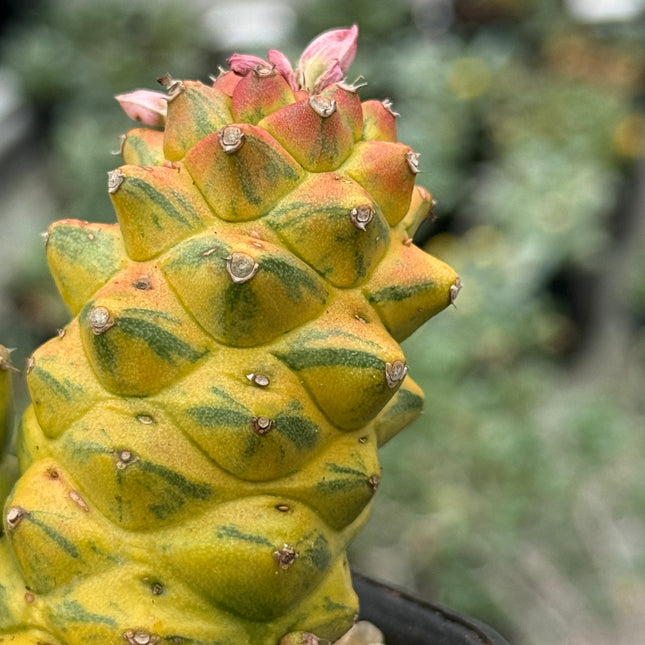 Euphorbia ritchiei f. variegata