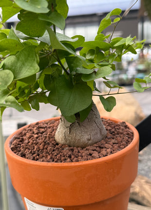 Dioscorea elephantipes “Planta Tortuga”