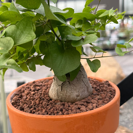 Dioscorea elephantipes “Planta Tortuga”