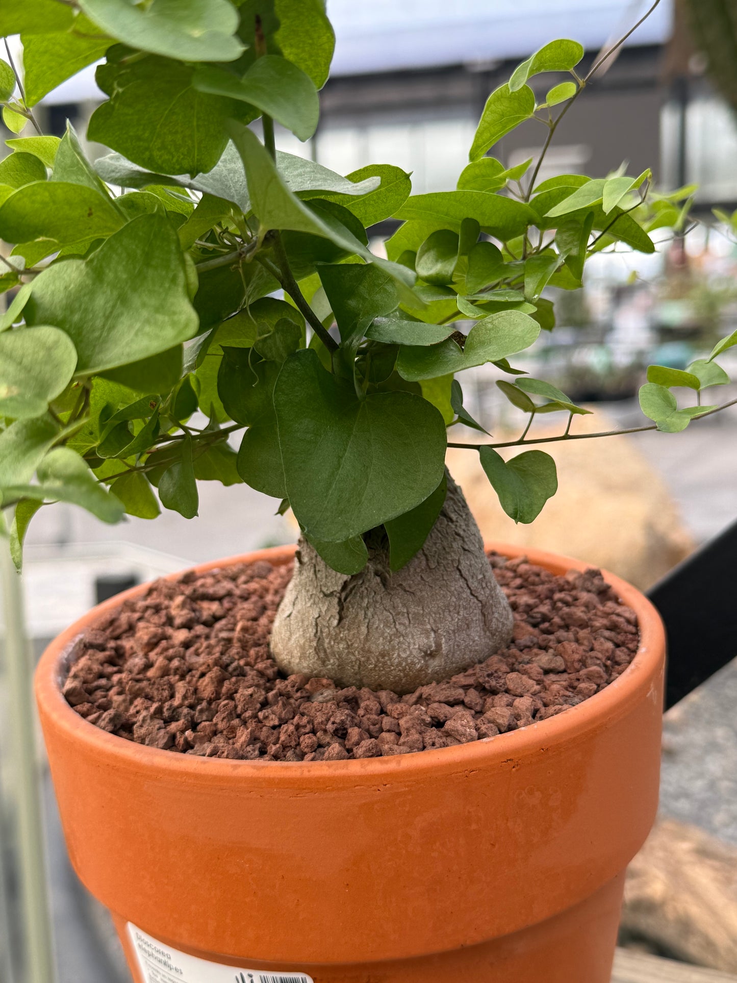 Dioscorea elephantipes