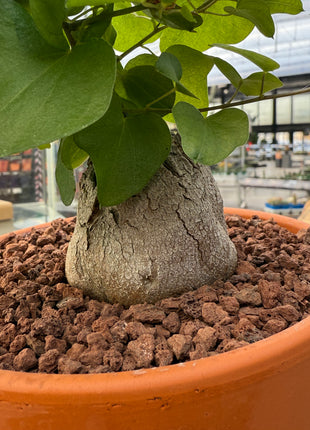 Dioscorea elephantipes “Planta Tortuga”
