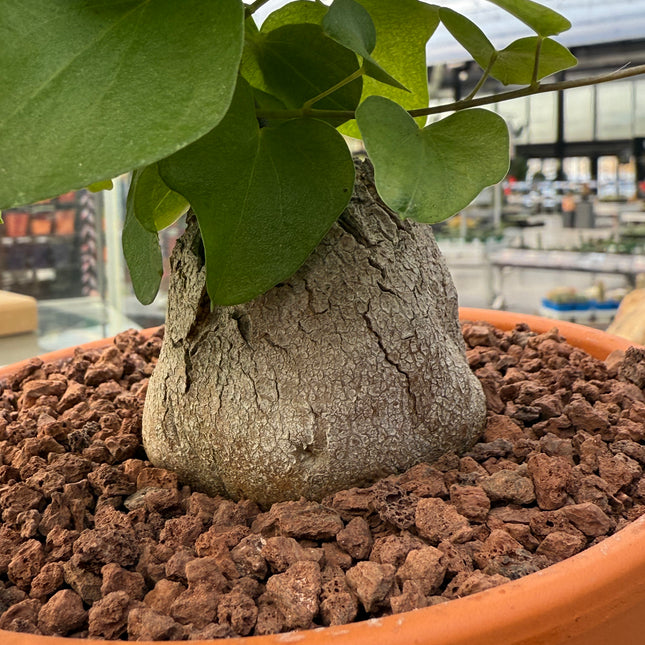 Dioscorea elephantipes “Planta Tortuga”