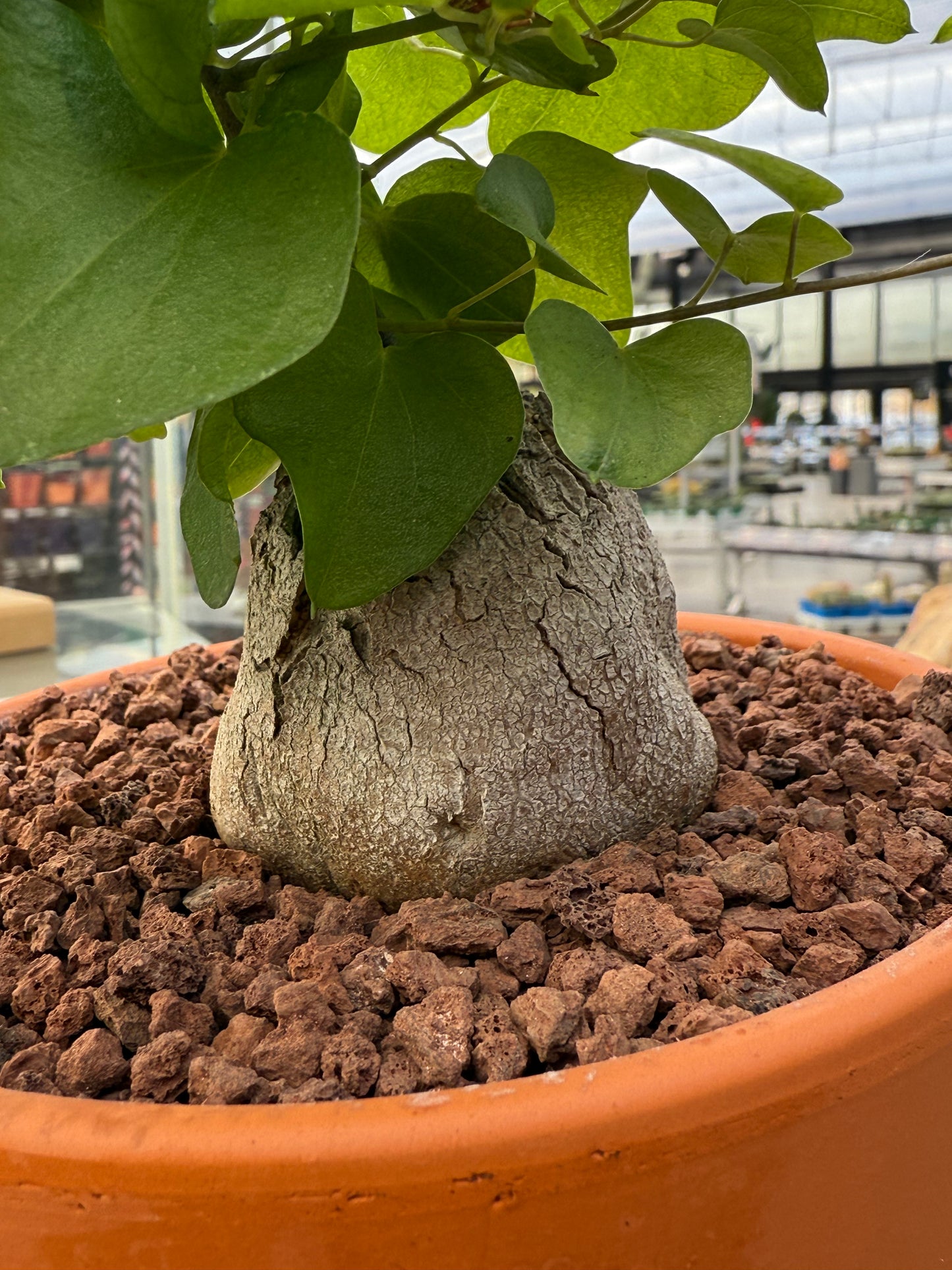 Dioscorea elephantipes