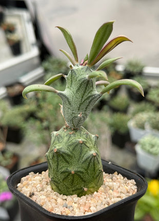 Senecio mweroensis subsp. saginatus