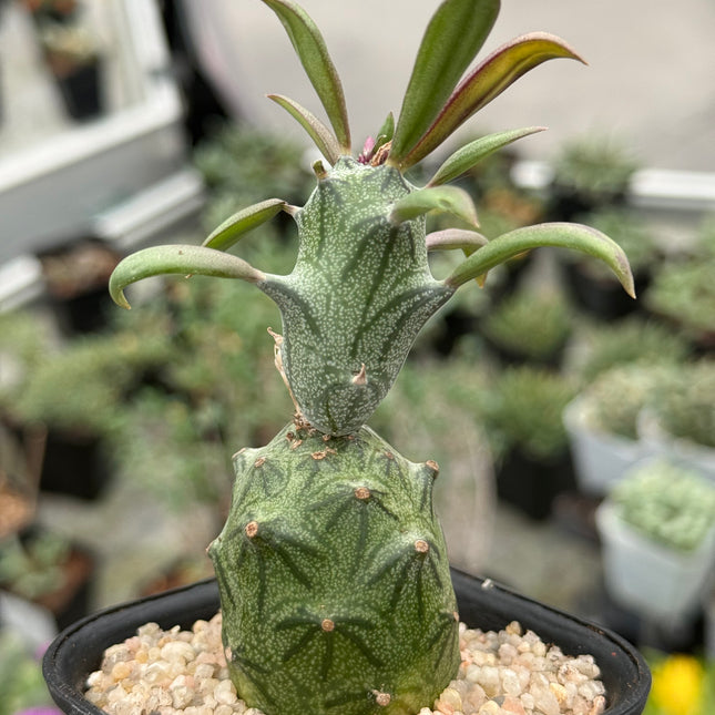 Senecio mweroensis subsp. saginatus