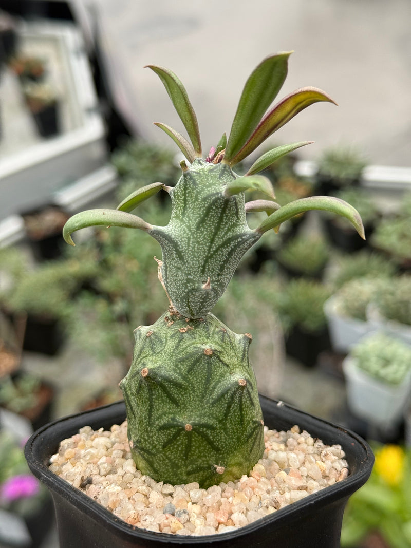 Senecio mweroensis subsp. saginatus