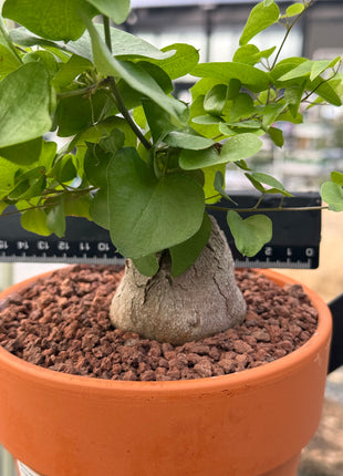 Dioscorea elephantipes “Planta Tortuga”