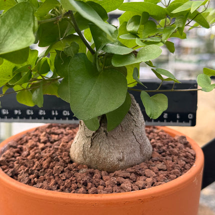 Dioscorea elephantipes “Planta Tortuga”