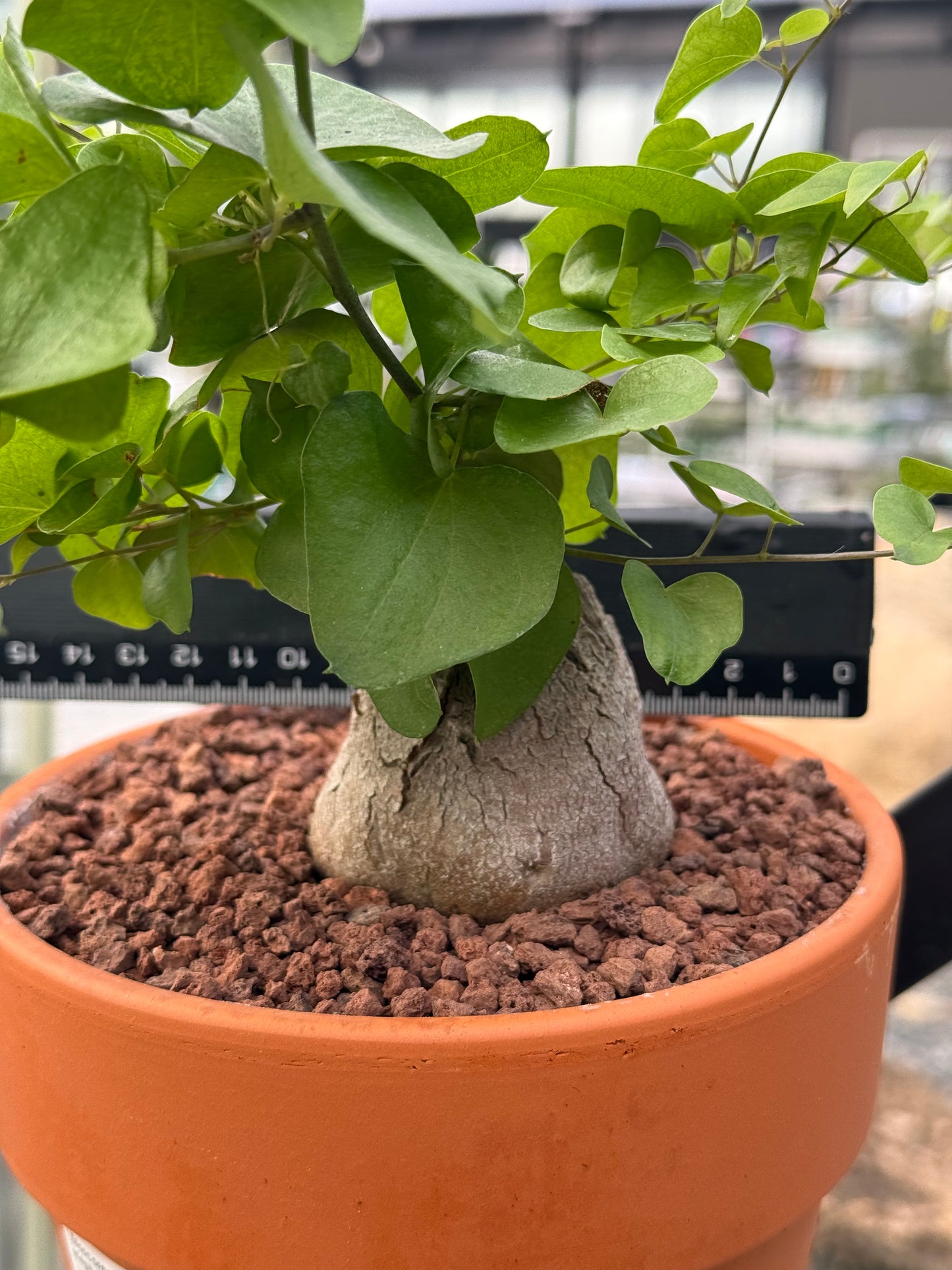 Dioscorea elephantipes