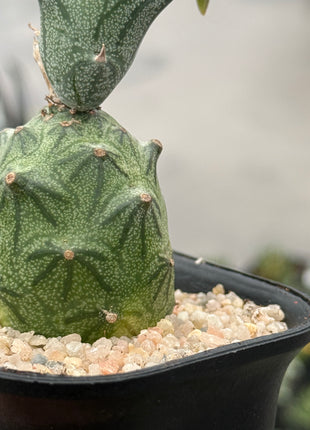 Senecio mweroensis subsp. saginatus