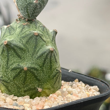 Senecio mweroensis subsp. saginatus