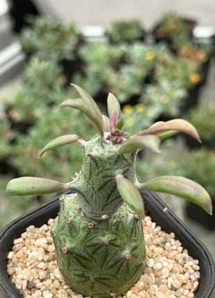 Senecio mweroensis subsp. saginatus