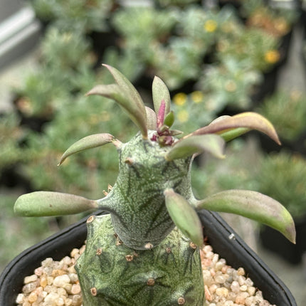 Senecio mweroensis subsp. saginatus