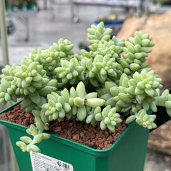 Collection image for: SEDUM