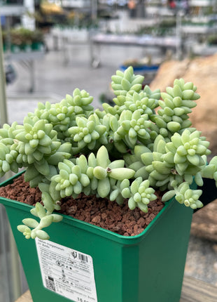Sedum morganianum cv. Burrito