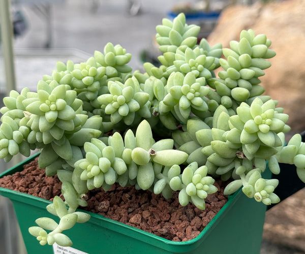 Sedum morganianum cv. Burrito – DesertSTORE.es