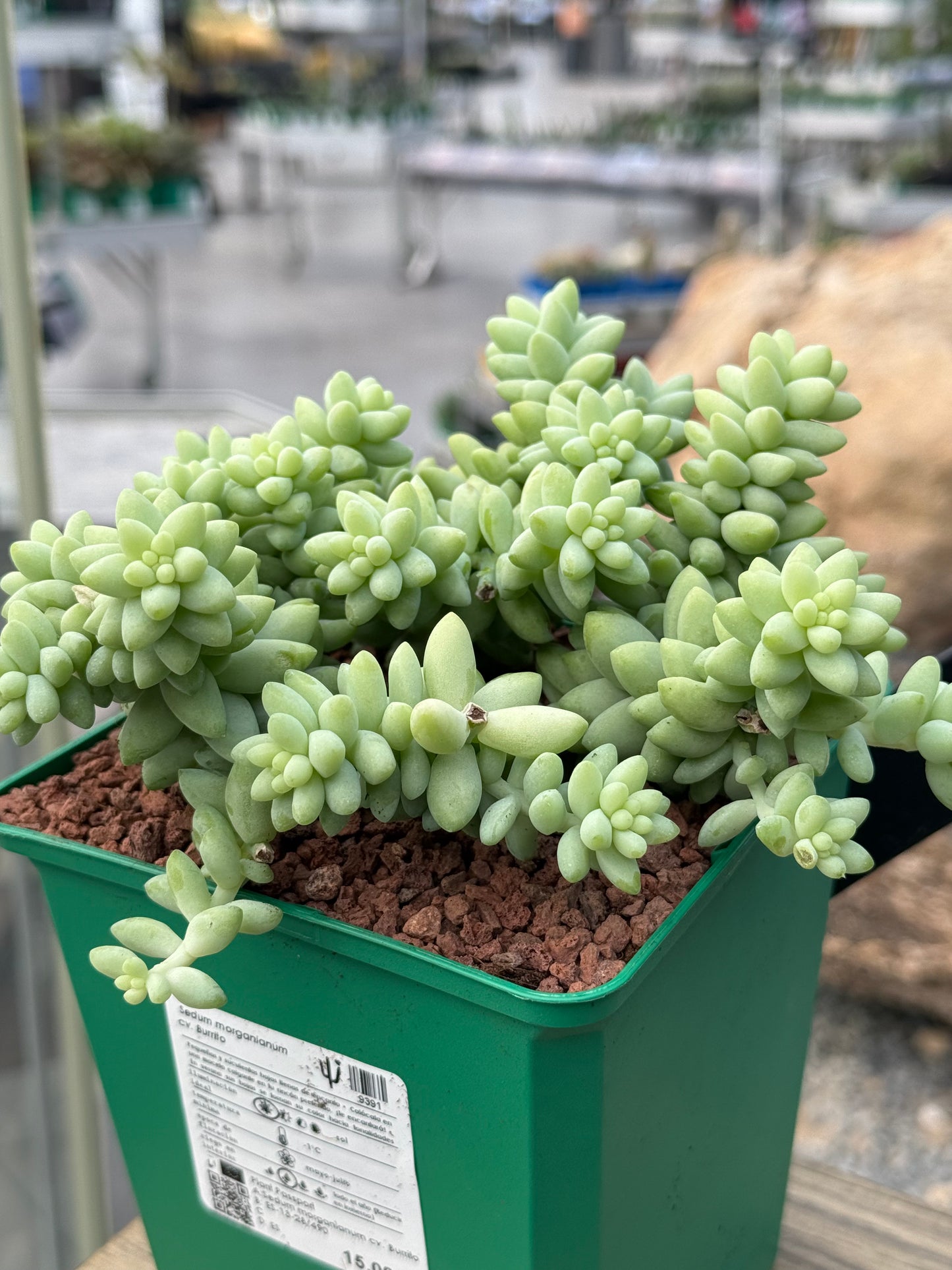 Sedum morganianum cv. Burrito