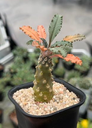 Dorstenia lavrani
