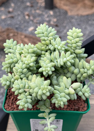 Sedum morganianum cv. Burrito