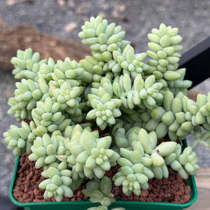 Sedum morganianum cv. Burrito
