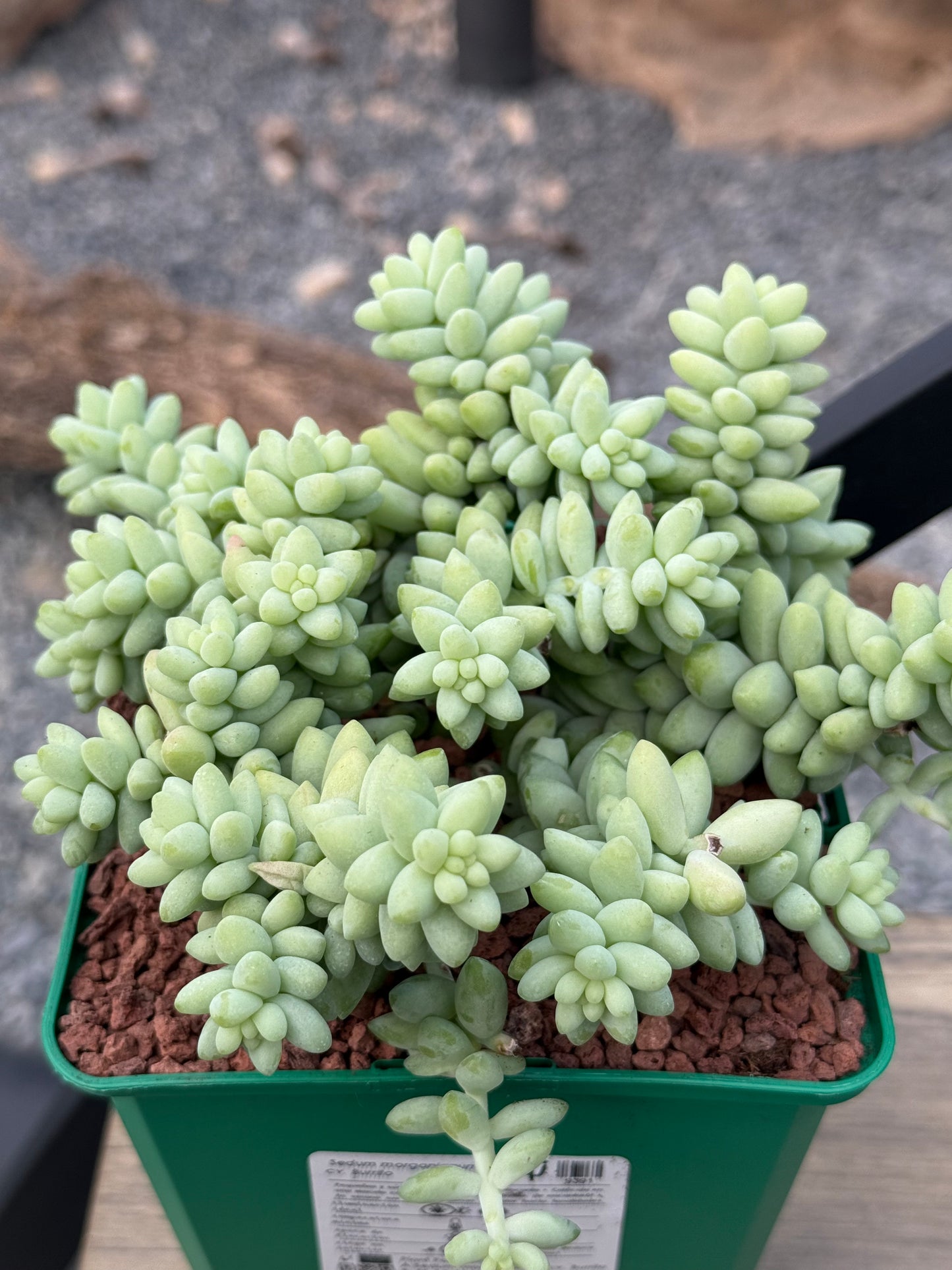 Sedum morganianum cv. Burrito