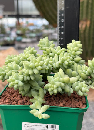 Sedum morganianum cv. Burrito