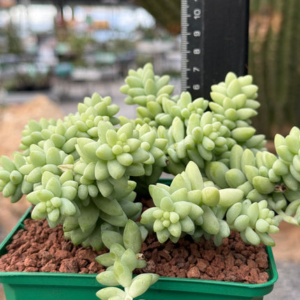 Sedum morganianum cv. Burrito