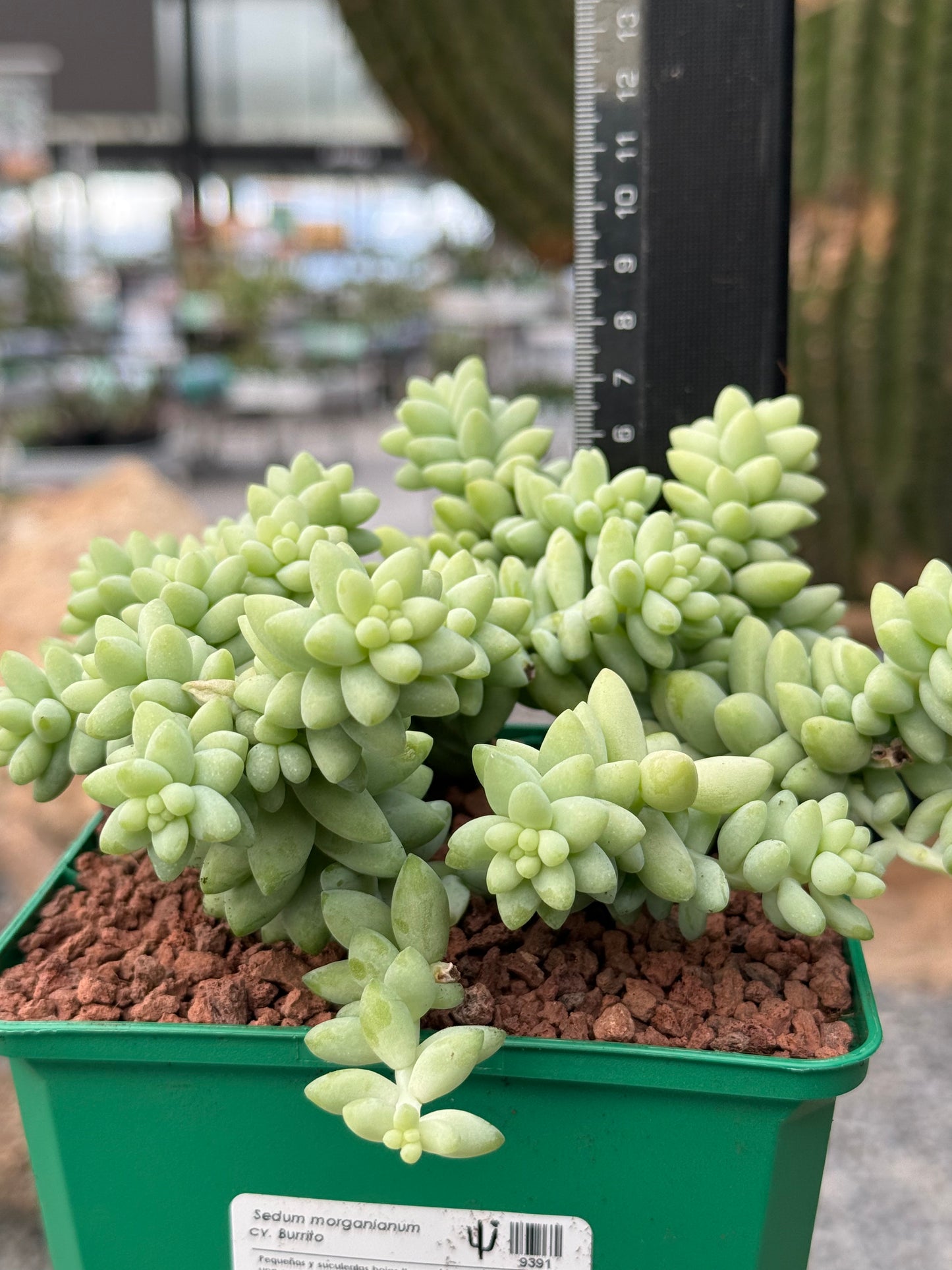 Sedum morganianum cv. Burrito