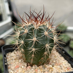 Collection image for: ¡NOVEDADES!