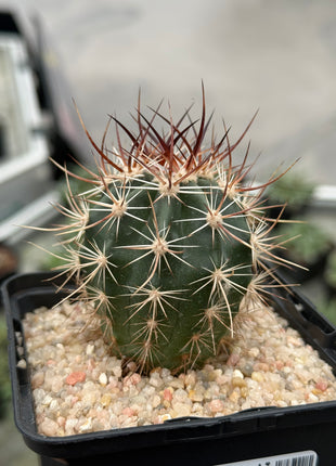 Echinocereus ferreirianus v. lindsayi