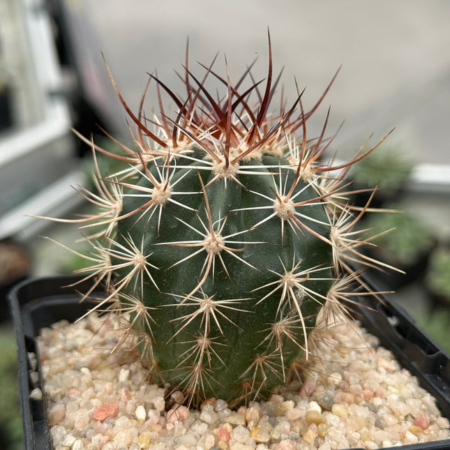 Echinocereus ferreirianus v. lindsayi