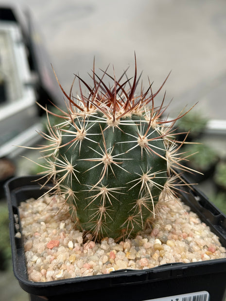 Echinocereus ferreirianus v. lindsayi