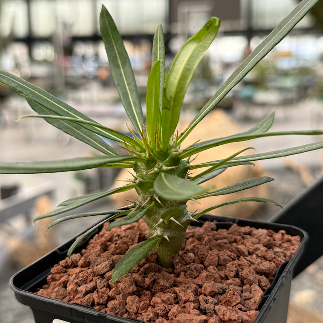 Pachypodium lamerei